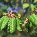 Carpinus betulus